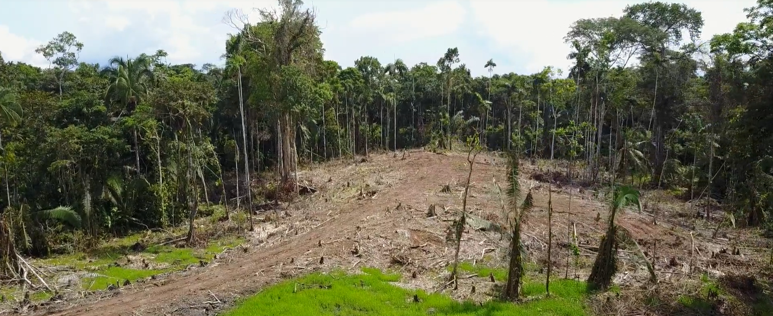 2023: A watershed year for action on deforestation