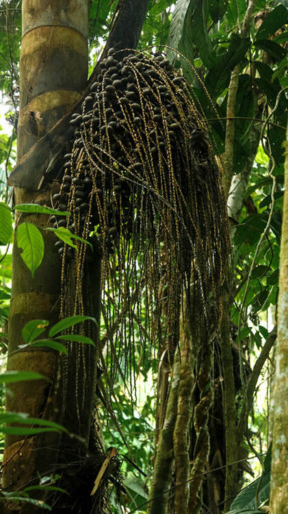 Colombia's indigenous train youth to defend  rainforest