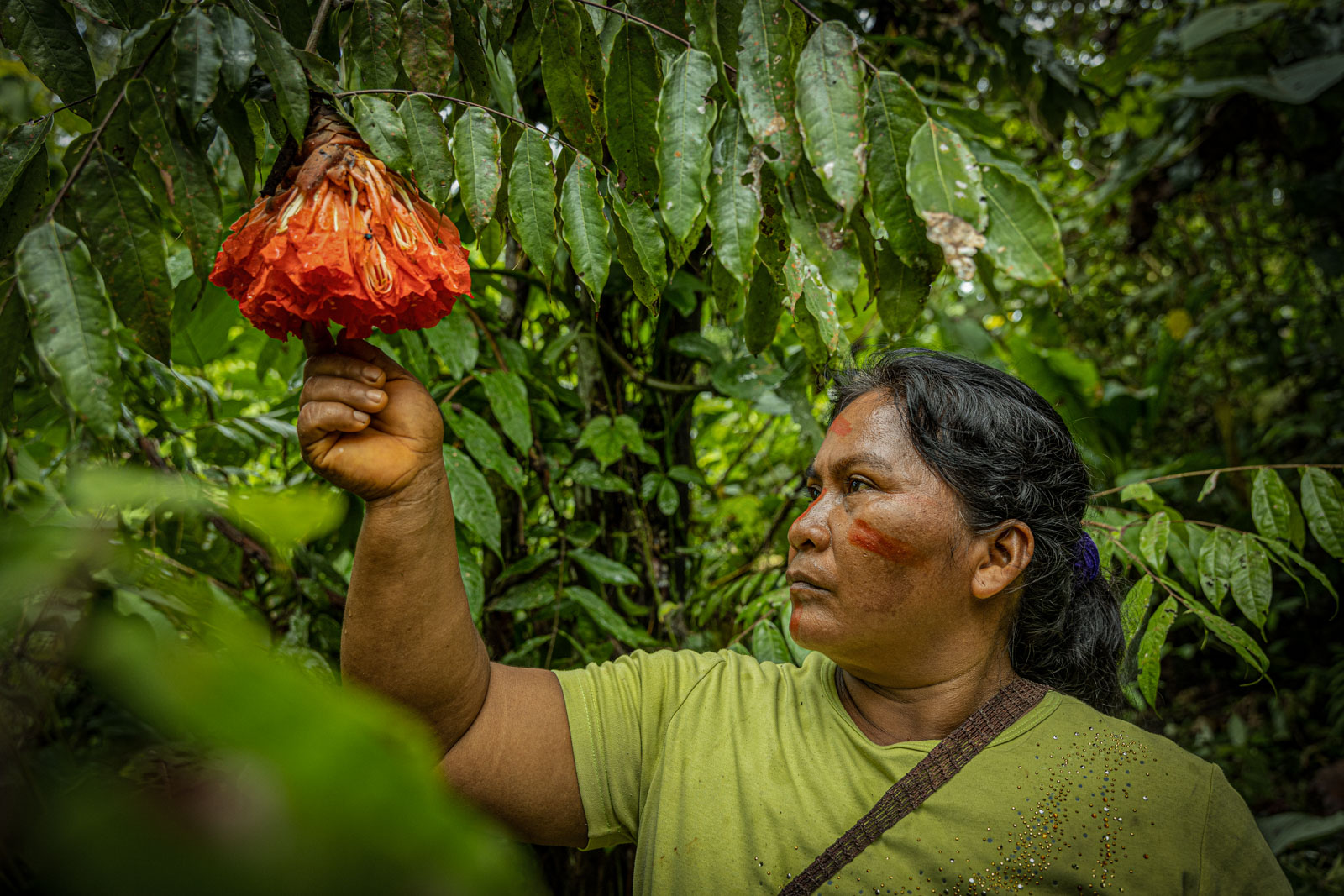 Amazonian Medicinal Plants: Rosewood (Aa p'k majoro) - Amazon Frontlines